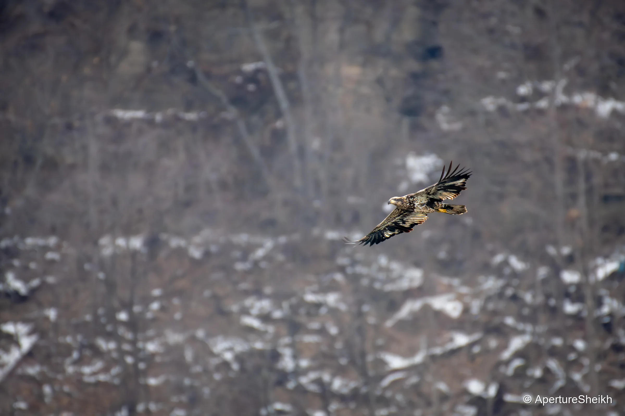 Juvenile Bald Eagle
